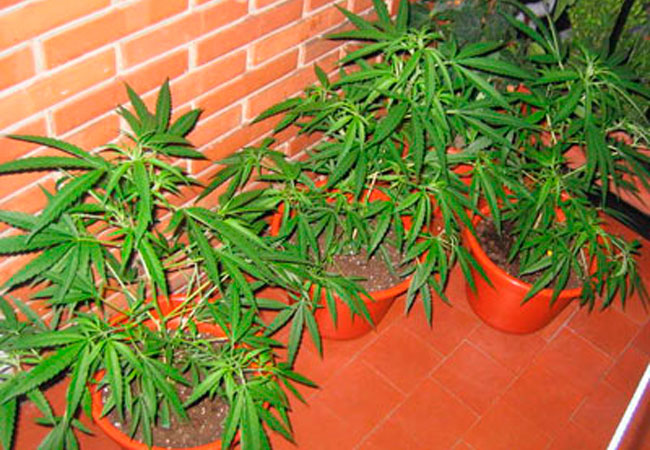 plantas marihuana