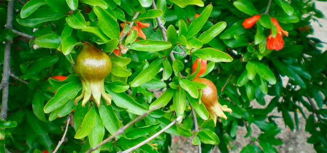 robo granadas orihuela