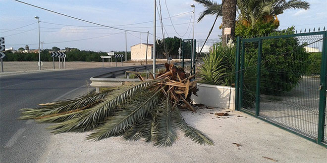 palmera-caida-mudamiento-13-08-2014b